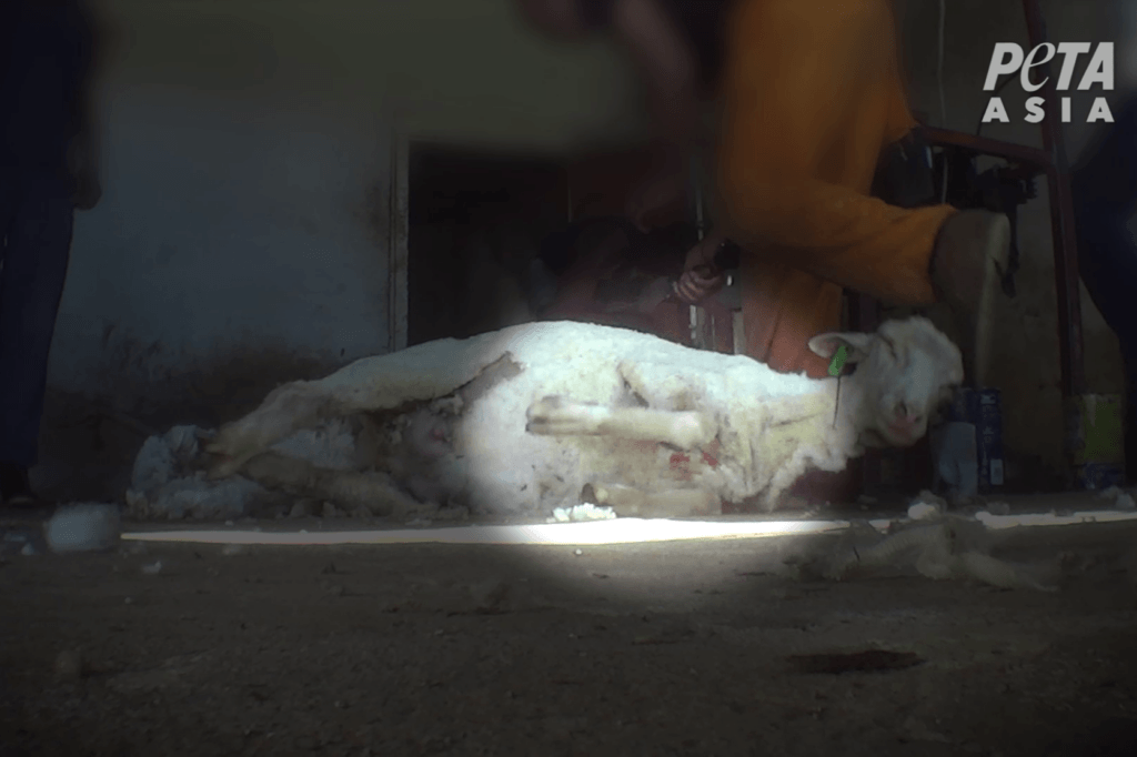 PETA owned image for the Nativa Wool news page