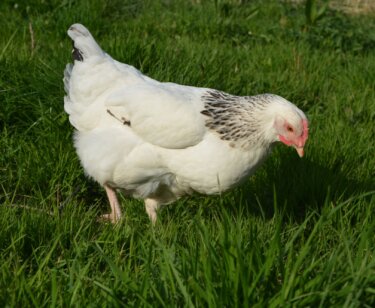 image for the Chick-fil-a Vegan Chicken mission