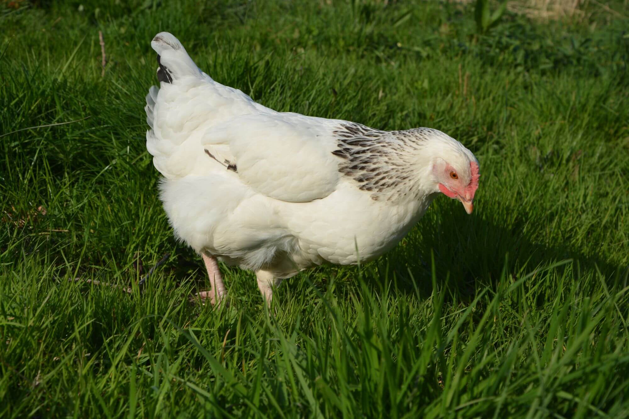 image for the Chick-fil-a Vegan Chicken mission