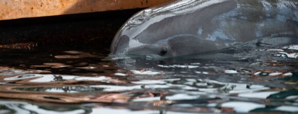 Image for the Dolphins Marine Parks news page