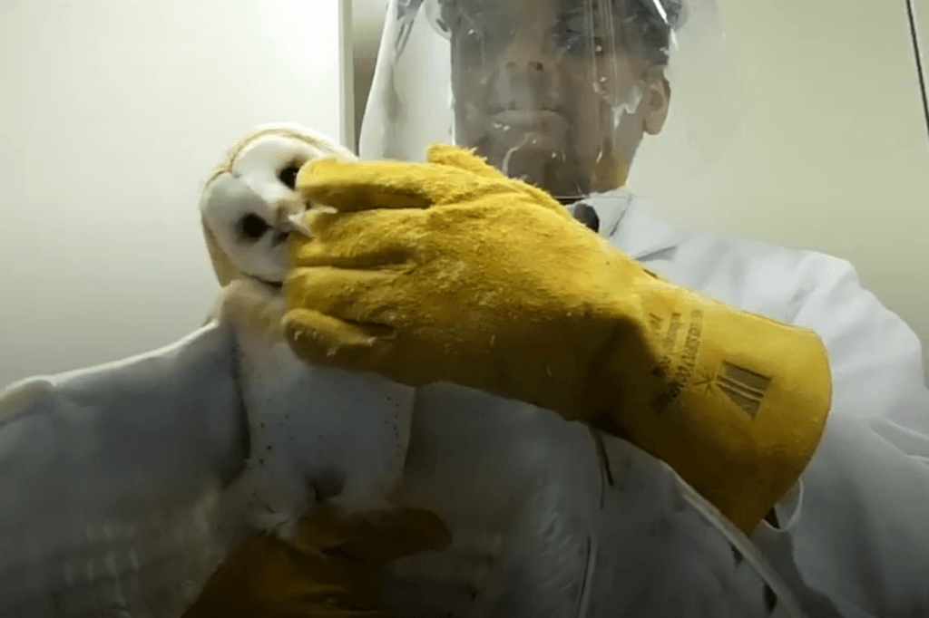 image for the Johns Hopkins University Owls news page