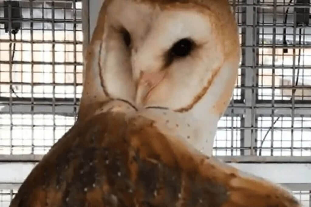 image for the Johns Hopkins University Owls news page