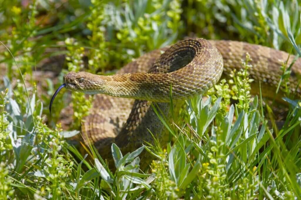 image for the Mangum Rattlesnake Derby mission