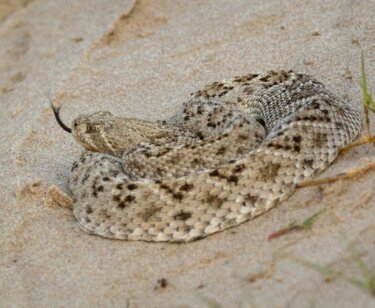 image for the Mangum Rattlesnake Derby mission