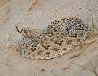 image for the Mangum Rattlesnake Derby mission