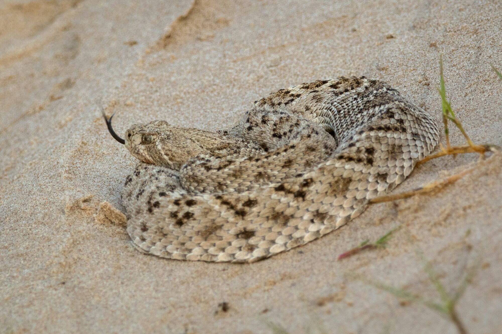 image for the Mangum Rattlesnake Derby mission