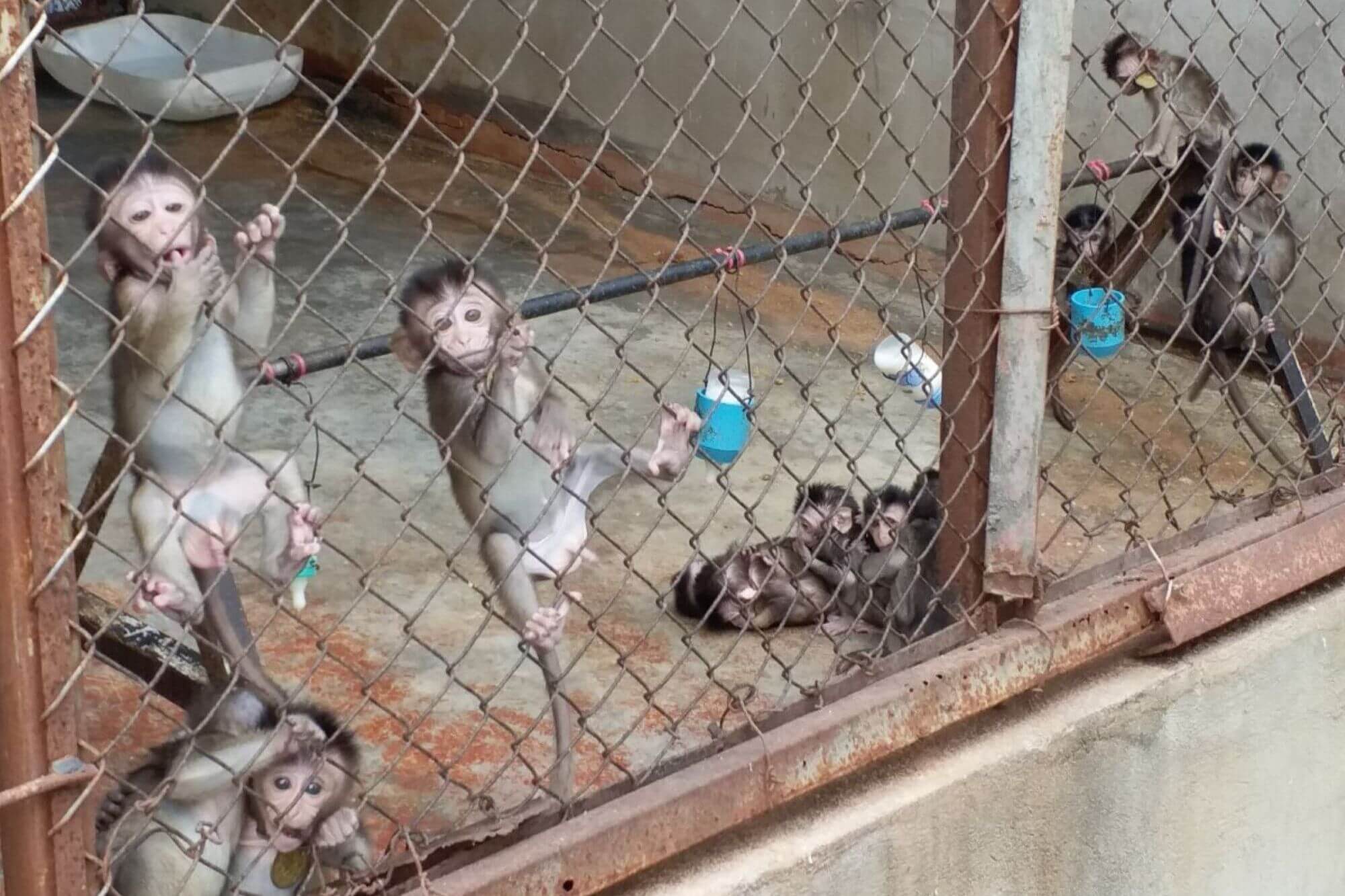 image for the monkey import action alert