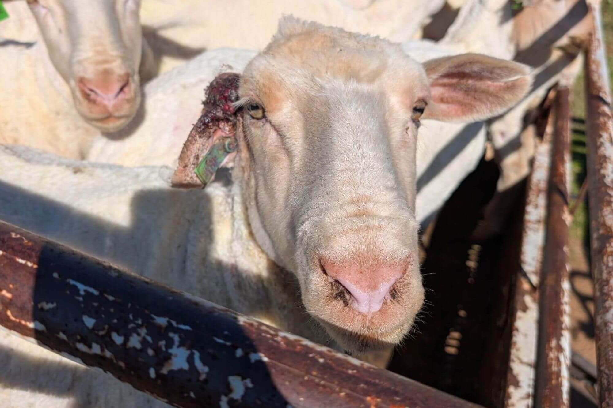 PETA owned image for the Nativa Wool news page