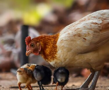 image for the Raising Cane's vegan mission