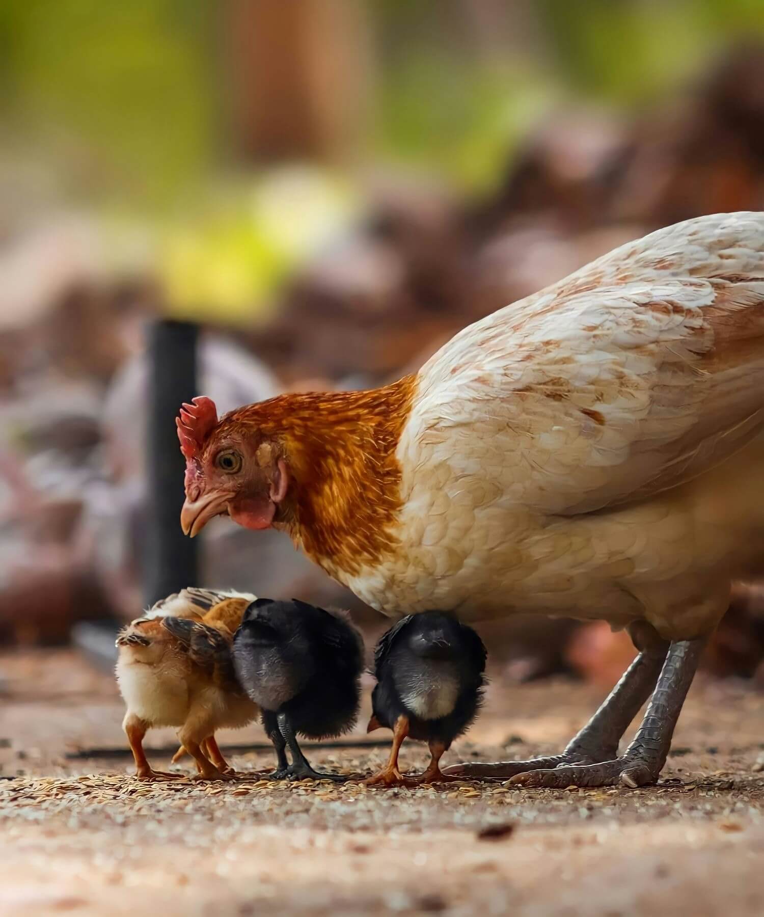 image for the Raising Cane's vegan mission