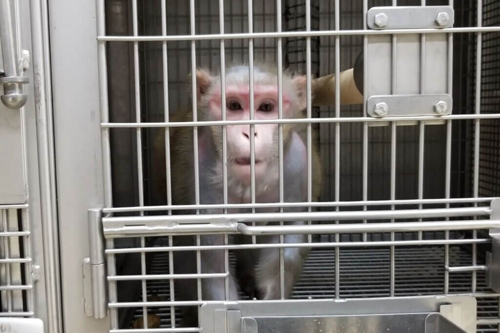image for the University Minnesota Monkeys News page