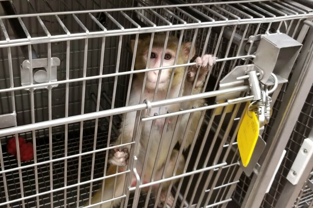 image for the University Minnesota Monkeys News page