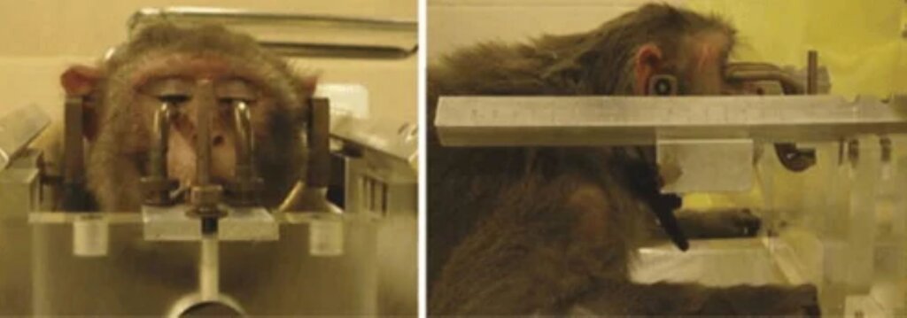 image for the University Minnesota Monkeys News page