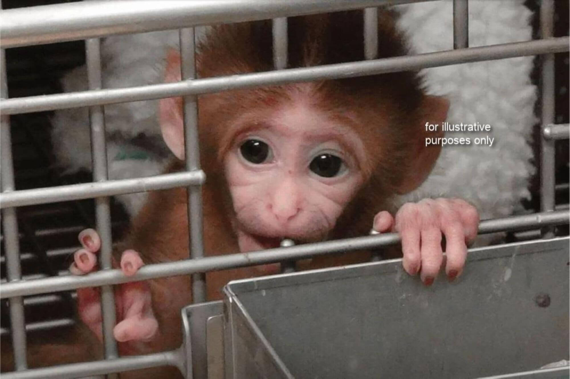 image for the University of Minnesota Monkeys News page