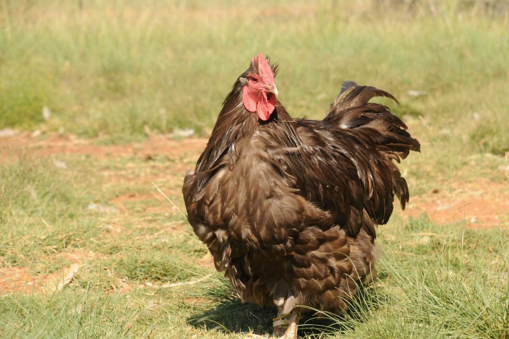 image from Unsplash for the Wing Stop Chick-fil-a AA