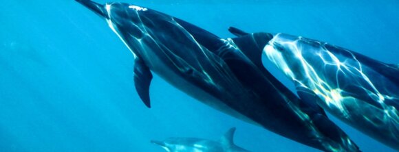 Image from Unsplash for the Dolphins Marine Parks news page