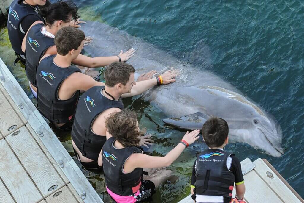 Image for the Dolphins Marine Parks news page