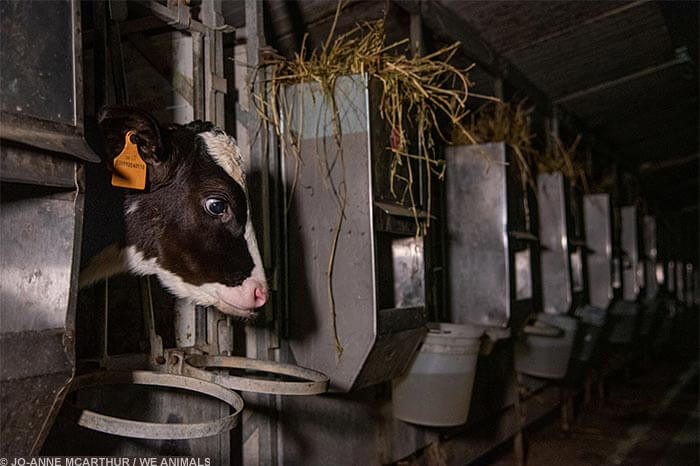 Image for the Sad Dairy Pictures mission