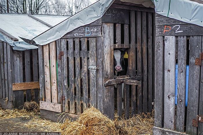 Image for the Sad Dairy Pictures mission
