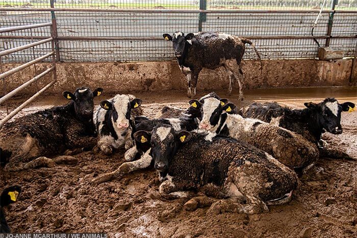 Image for the Sad Dairy Pictures mission