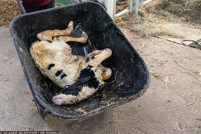Image for the Sad Dairy Pictures mission