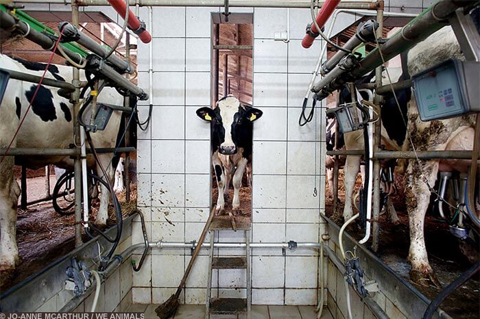 Image for the Sad Dairy Pictures mission