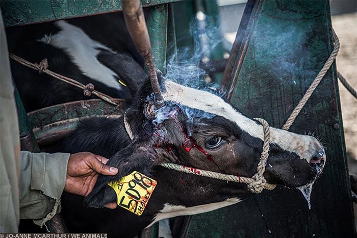 Image for the Sad Dairy Pictures mission