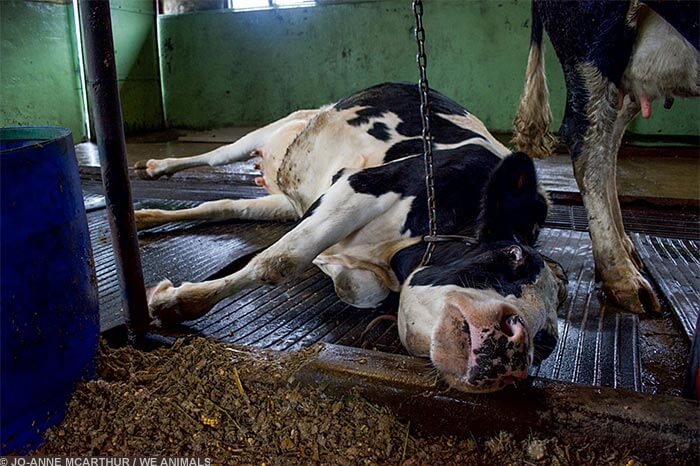 Image for the Sad Dairy Pictures mission