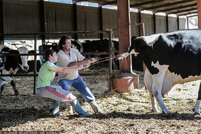 Image for the Sad Dairy Pictures mission