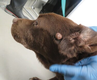 Image for the Blue Ridge Kennel mission