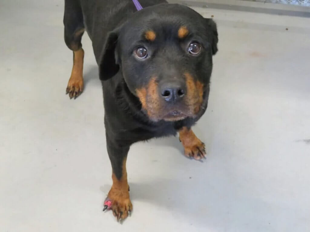 Image for the Blue Ridge Kennel mission