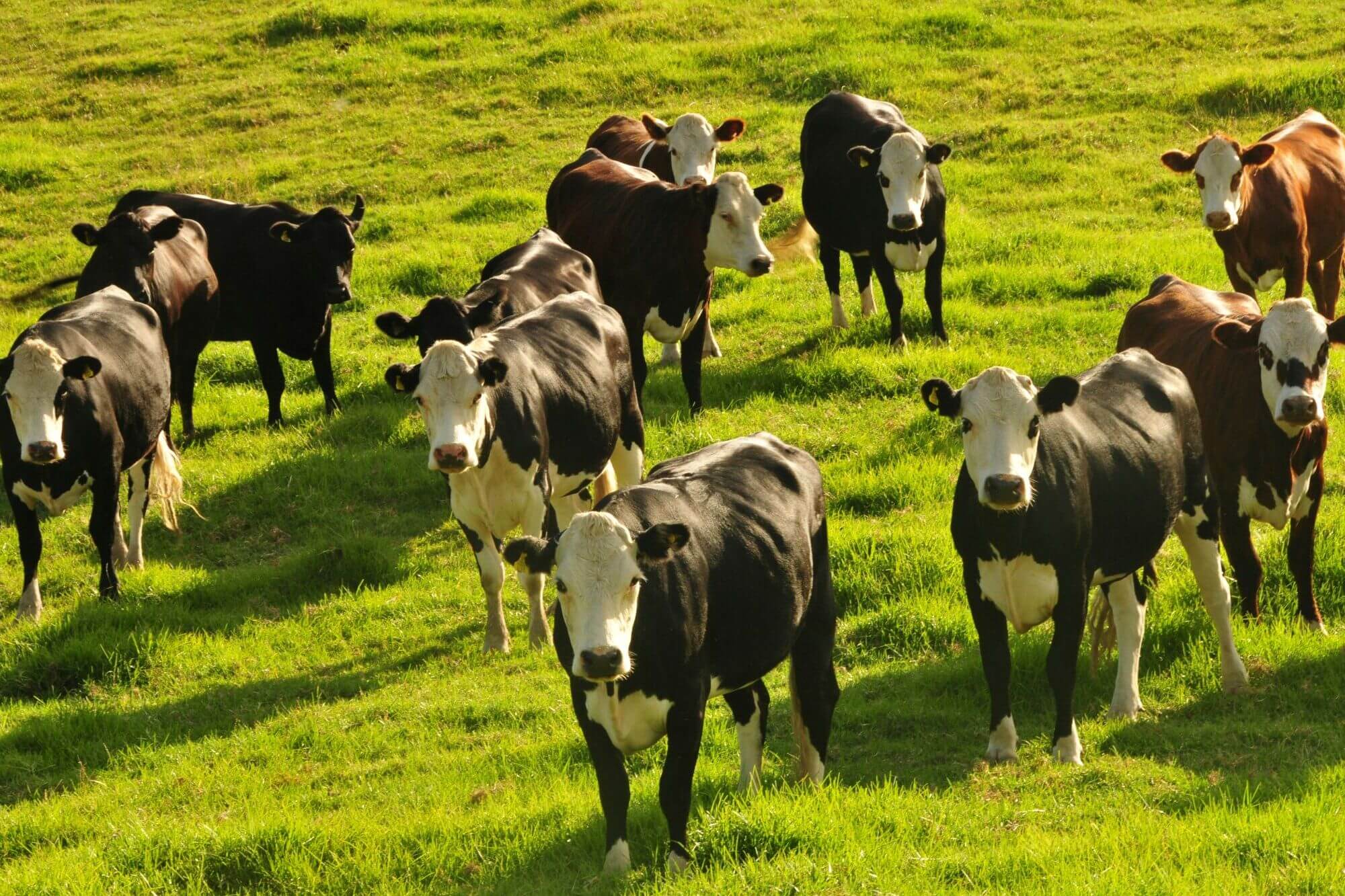 image from Unsplash for the crumbl action alert