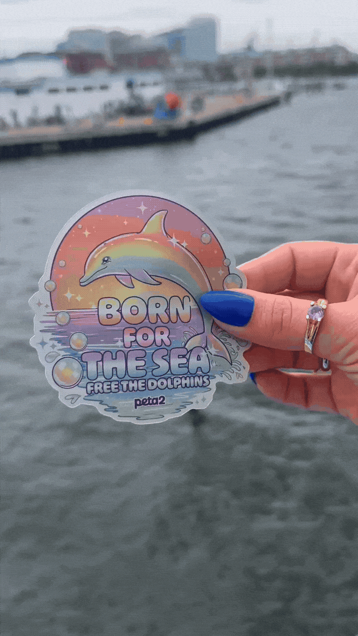 PETA owned GIF for the Rainbow Dolphin sticker