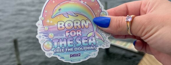 PETA Owned image for the Rainbow Dolphin sticker page