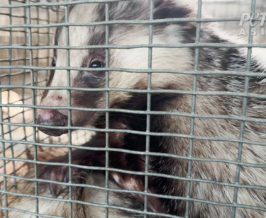 Image for the Badger Hair News page