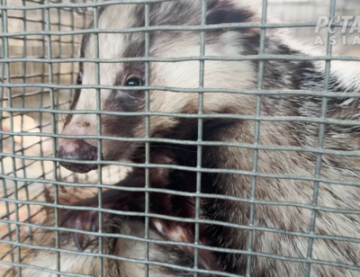 Image for the Badger Hair News page