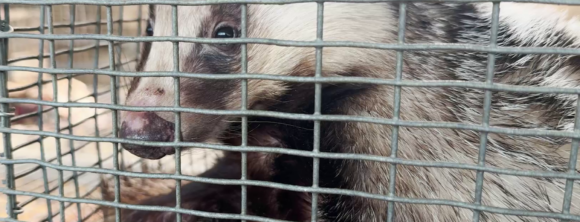 Image for the Badger Hair News page