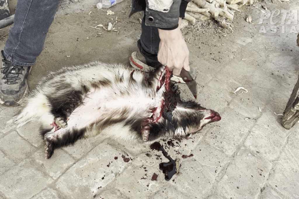 Image for the Badger Hair News page