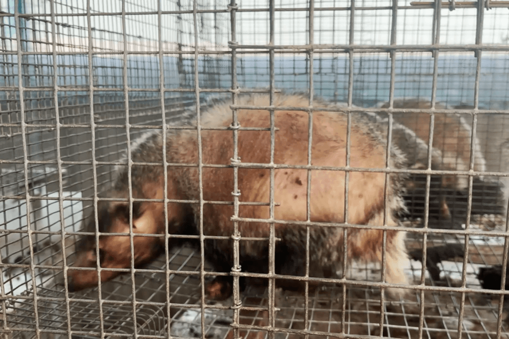 Image for the Badger Hair News page