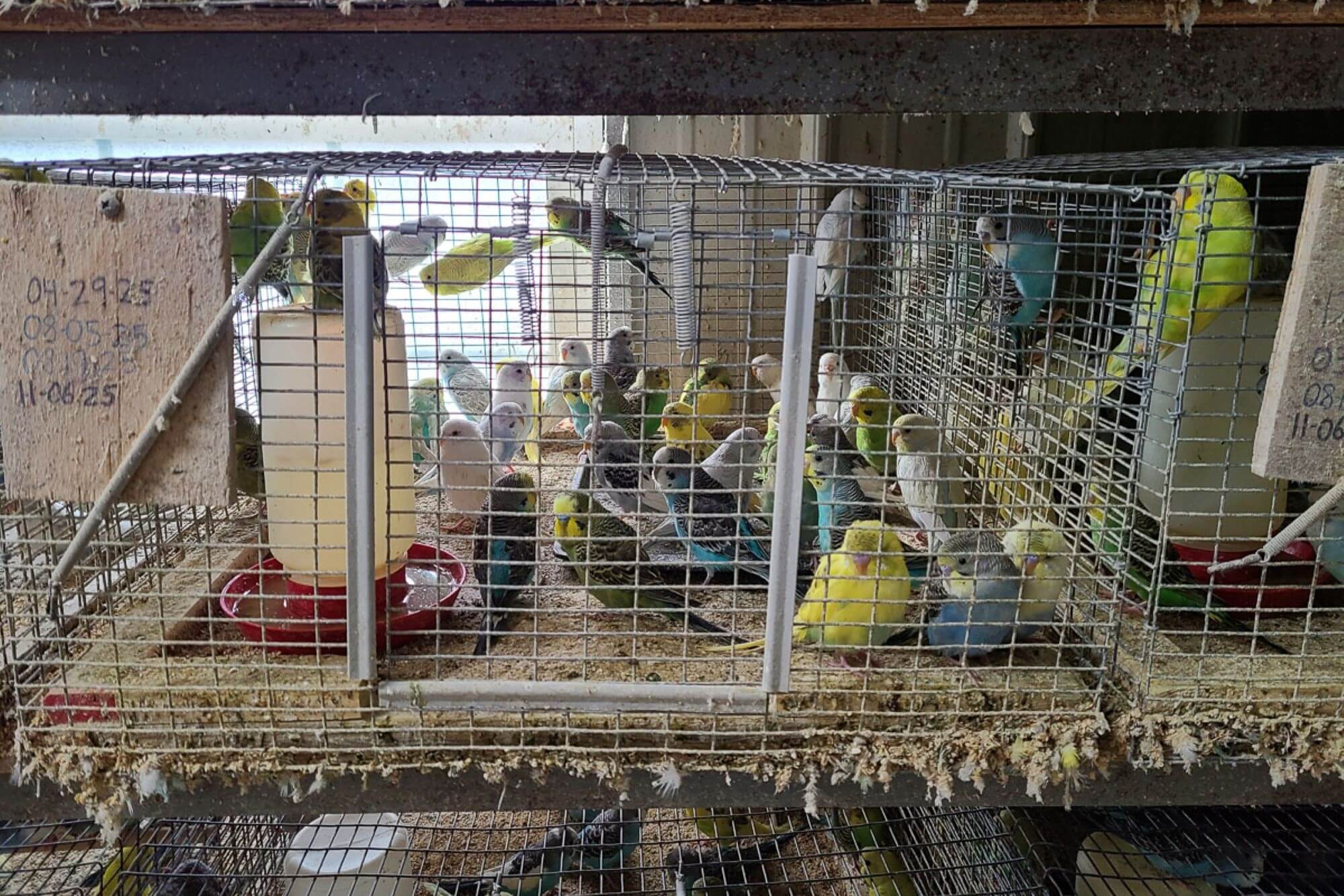 parakeet breeding factory exposed: help birds like these! | peta2
