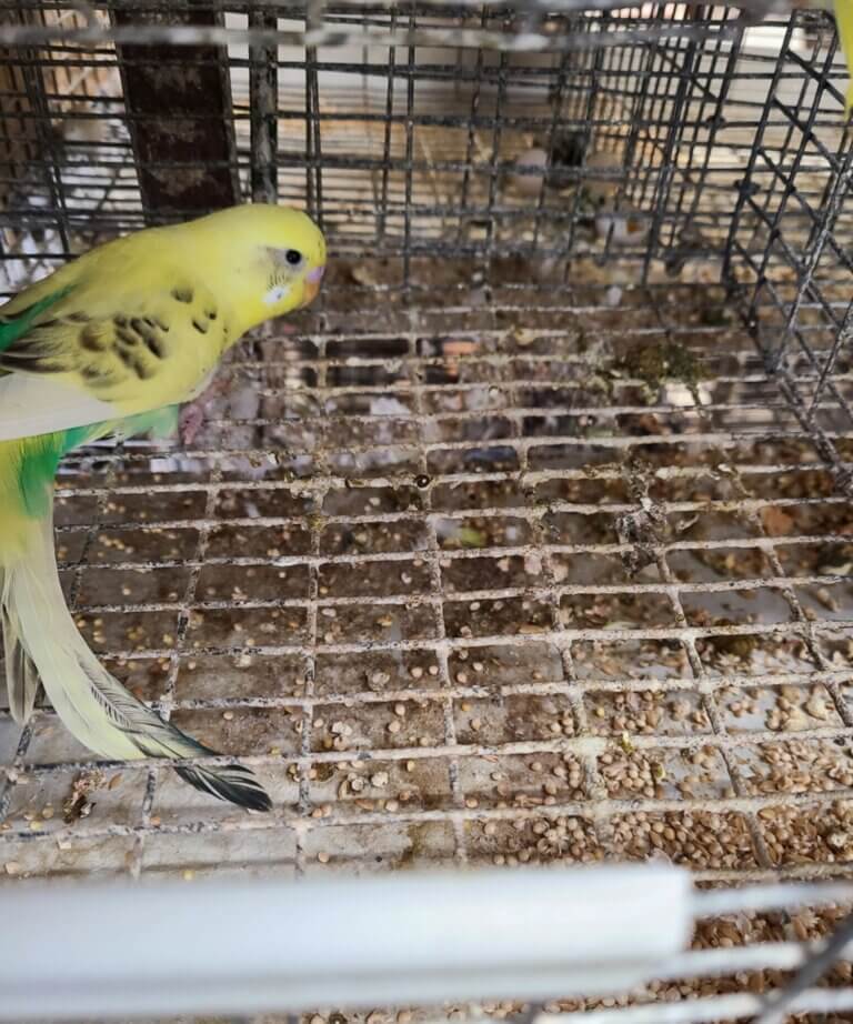 parakeet breeding factory exposed: help birds like these! | peta2