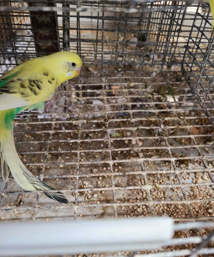 Image for the parakeet breeding News page