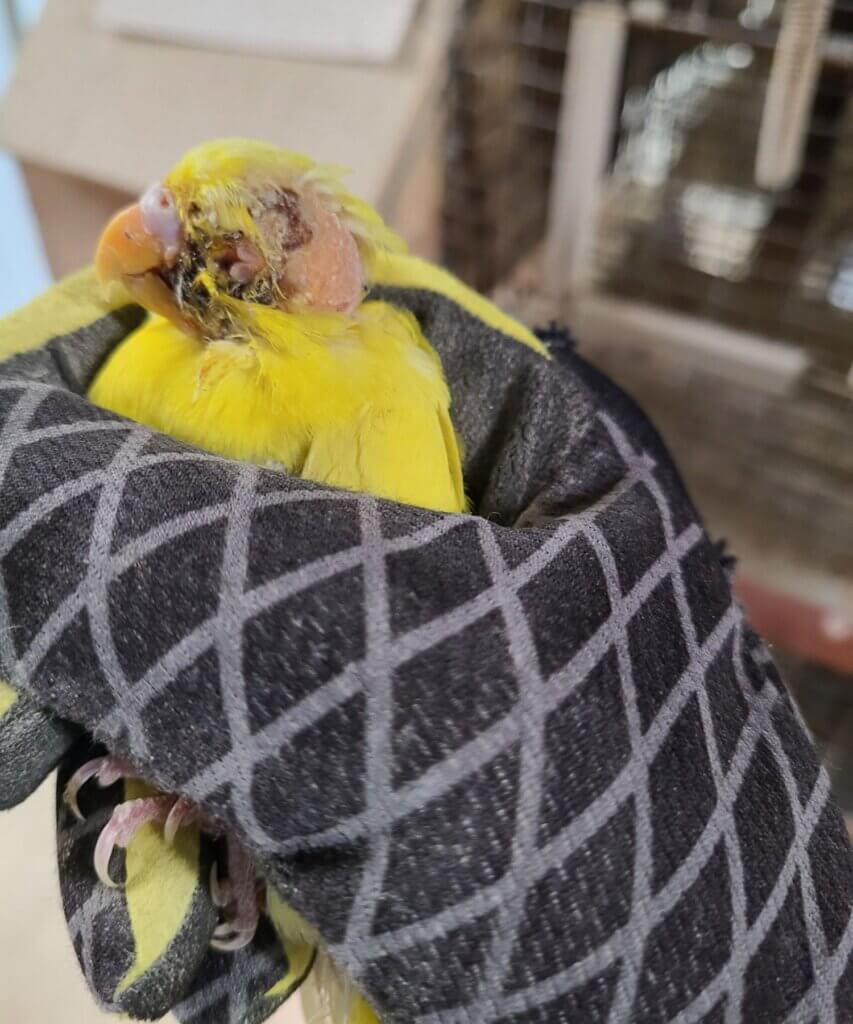 Image for the parakeet breeding News page