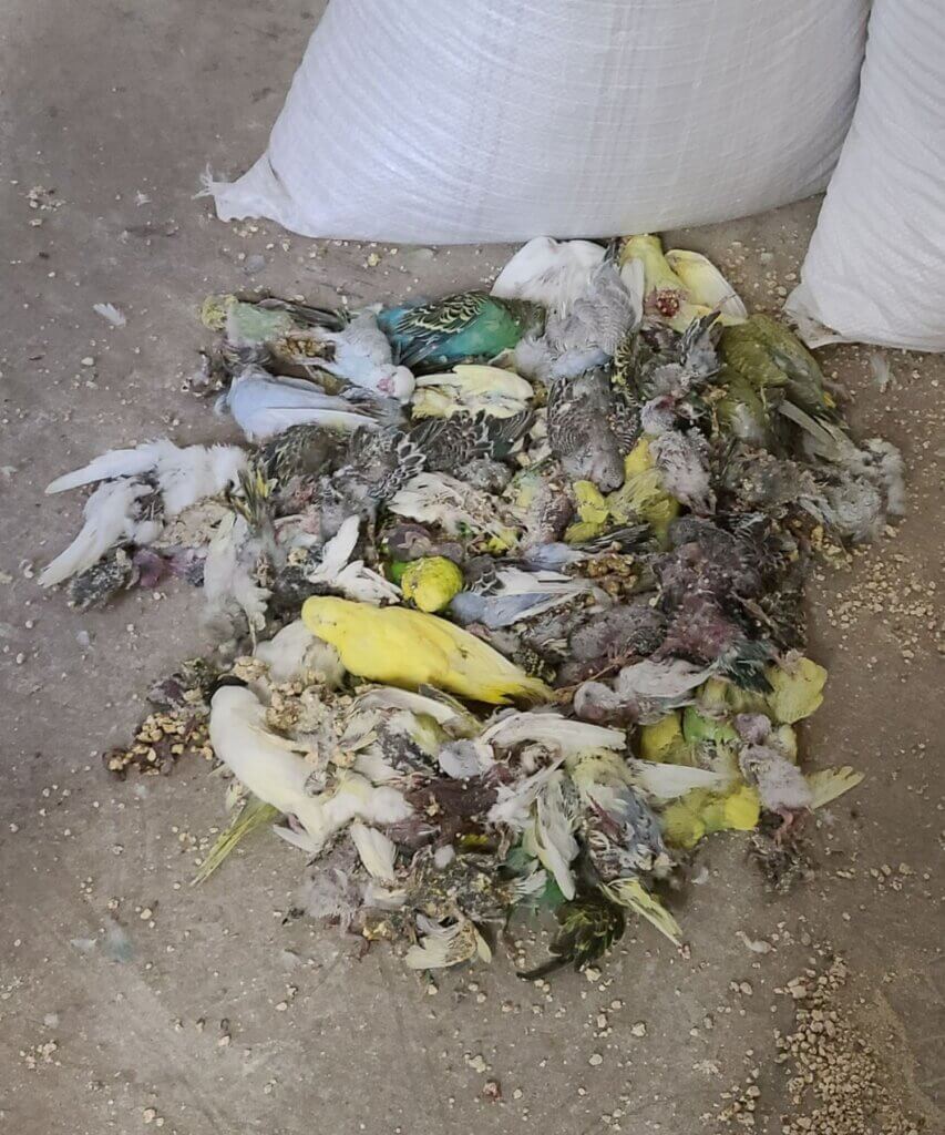 Image for the parakeet breeding News page
