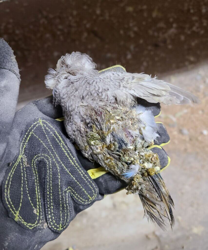 Image for the parakeet breeding News page