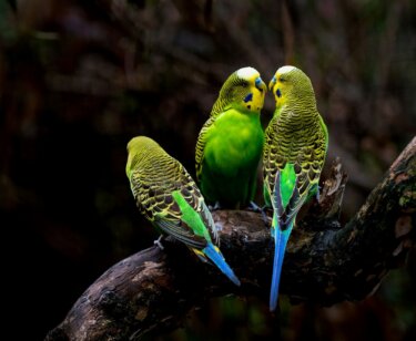 Image for the parakeet breeding News page