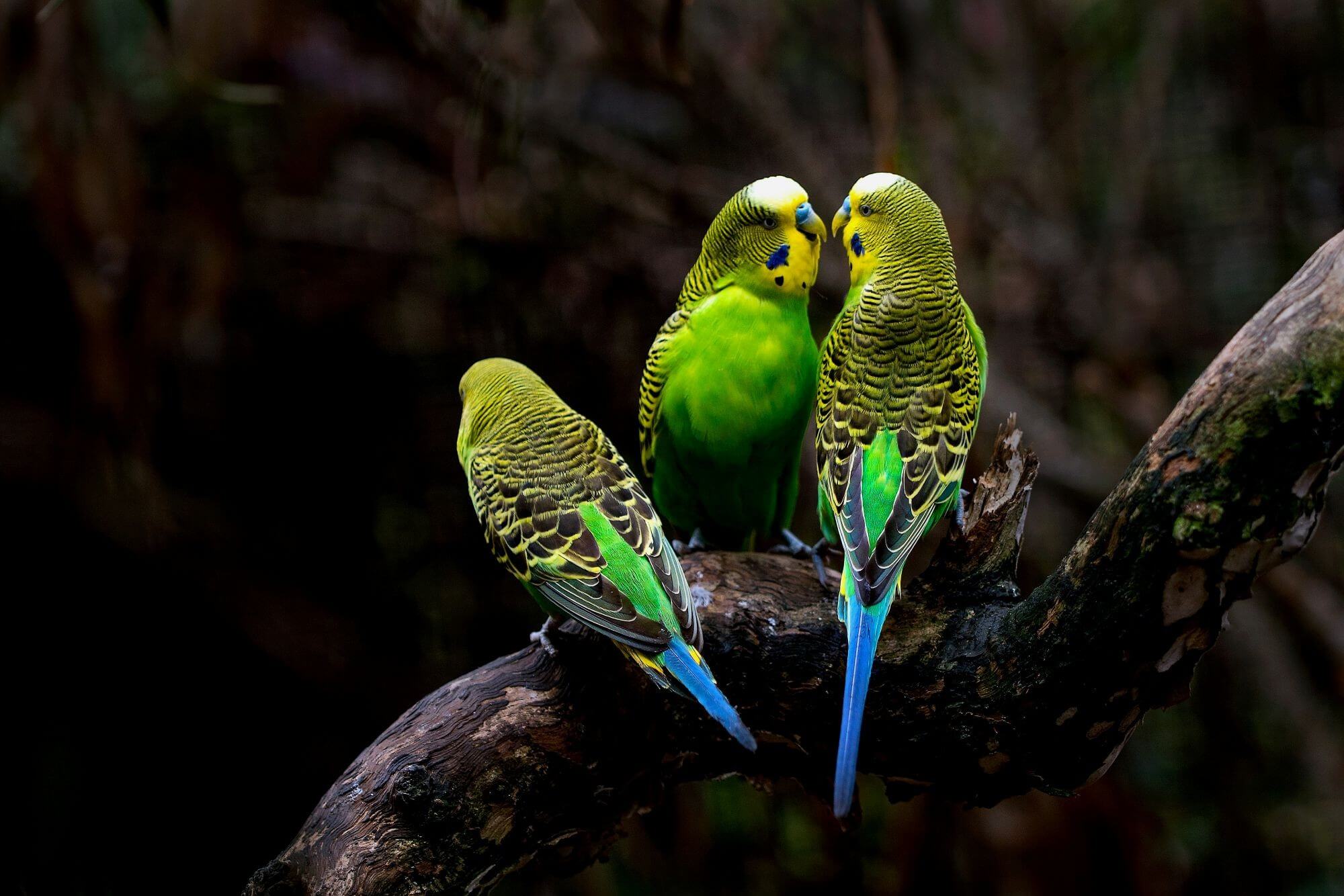 Image for the parakeet breeding News page