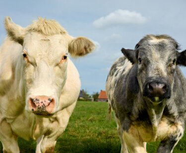 image for the Vegan Restaurants news page