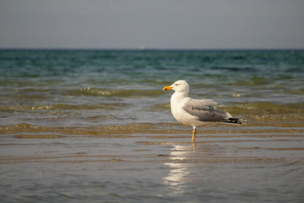 image for the beach cleanup mission