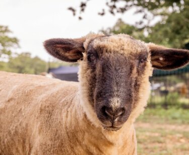 PETA owned image for the conditioning Shame article